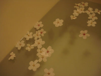 080330sakurafuro.jpg