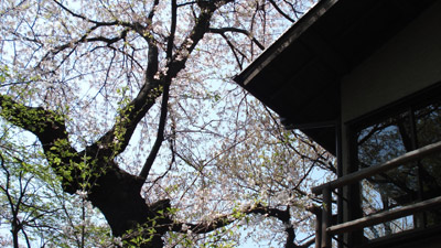 080406sakura.jpg