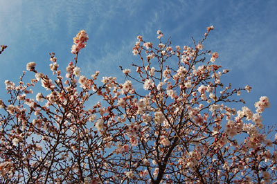 090107sakura.jpg
