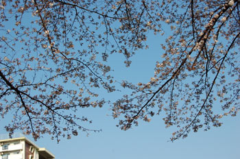 090330sakura.jpg