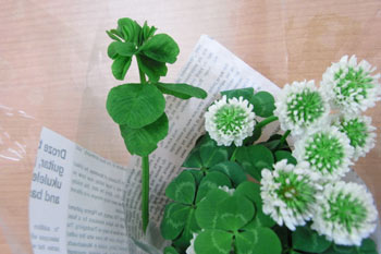 090426clover.jpg