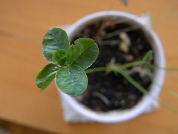 090428clover5-2.jpg