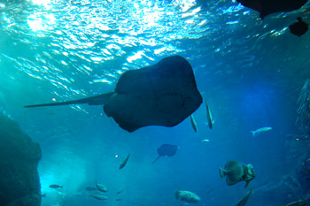 090801aquarium.jpg
