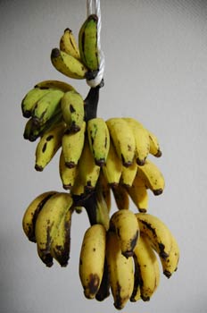 091126banana1.jpg