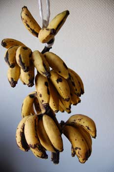 091128banana.jpg