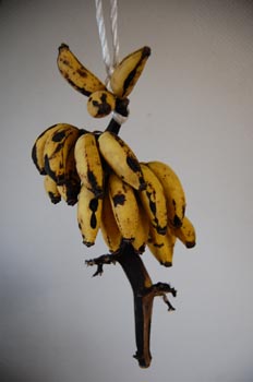 091202banana.jpg