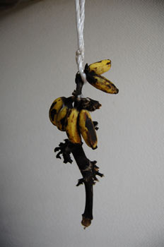091209banana.jpg