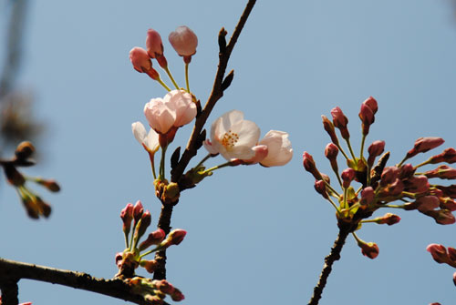 100322sakura.jpg
