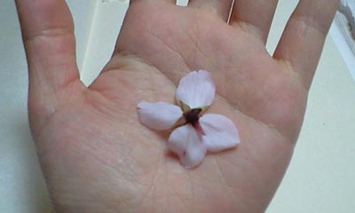 100413sakura-ura.jpg