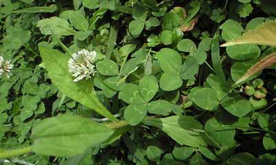 100612clover.jpg