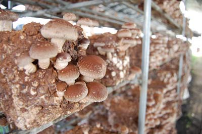 100929shiitake.jpg