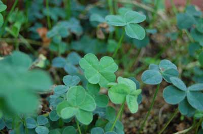 100930clover.jpg