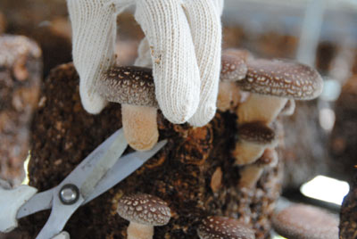 101114shiitake%20up.jpg