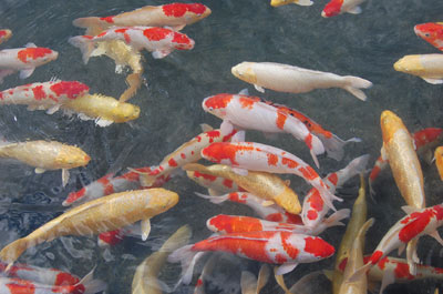 101116koi.jpg