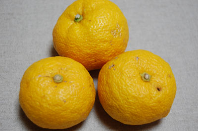 101222yuzu.jpg