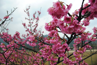 110129sakura_up.jpg
