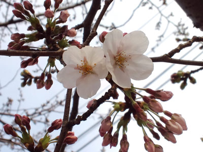110331sakura.jpg