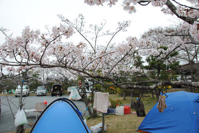 110416watarinosakura.jpg