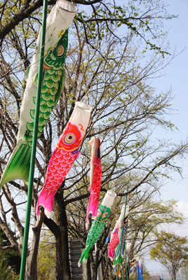 110505koinobori.jpg