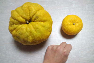 111221yuzu.jpg