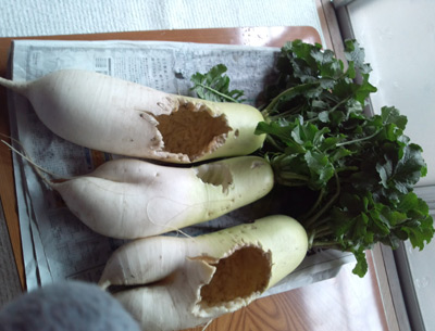 120313daikon.jpg