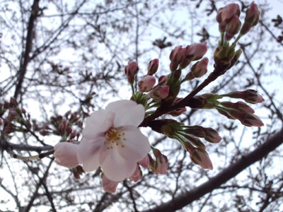 120402sakura.jpg