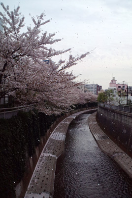 120413sakuraame.jpg
