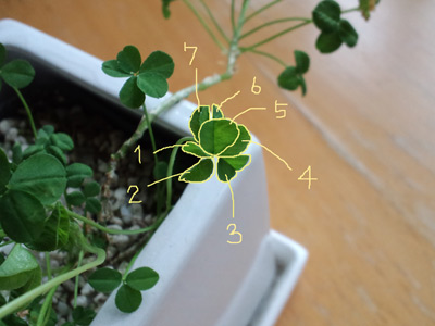 120422clover.jpg