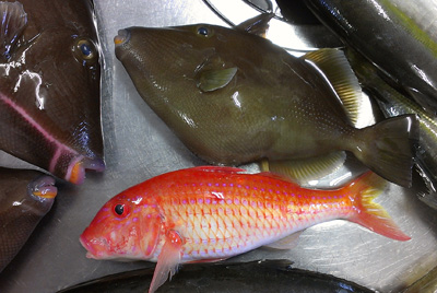 130701sakana.jpg