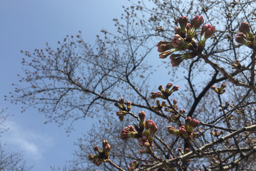 150322sakura.jpg
