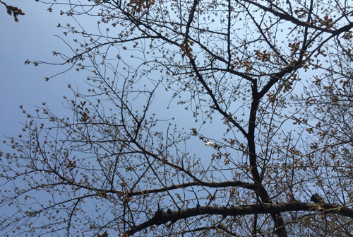 150322sakurahitotsu.jpg