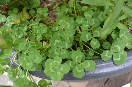 150513clover.jpg